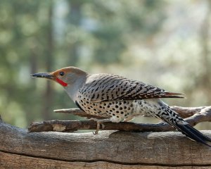 Northern Flicker