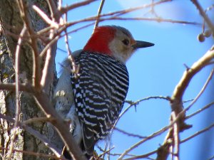 Red-bellied Woodpecker