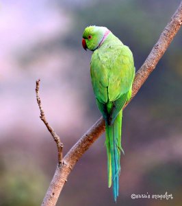 Rose-ringed parakeet (male)