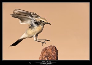 Desert Wheatear