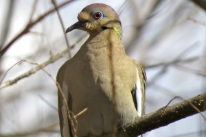 White-winged Dove