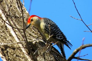 Red-bellied Woodpecker