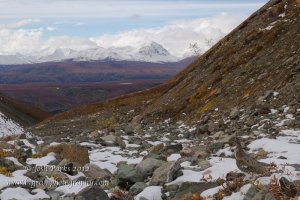 Ptarmigan