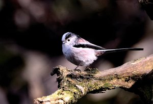 long tailed tit