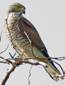 Grey Faced Buzzard