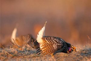 The Dance of The Sharp-tailed Grouse