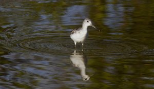 Common Greenshank