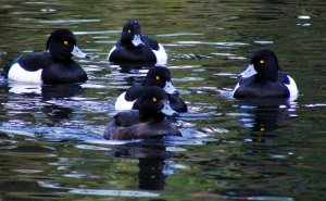 tufted ducks