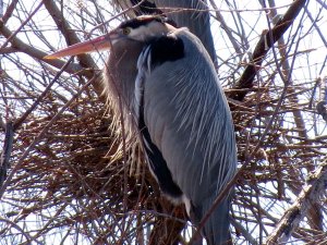 Nesting Great Blue Heron