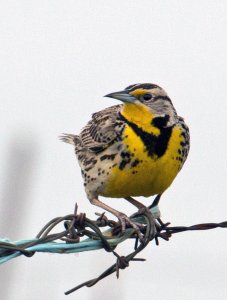 Western Meadowlark