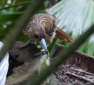 Juvenile Grey Butcher Bird