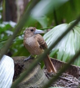 Juvenile gray butcher bird