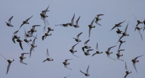 Goldies in flight