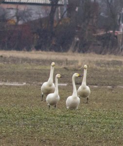 Berwick Swans