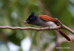 Asian Paradise Flycatcher (female)