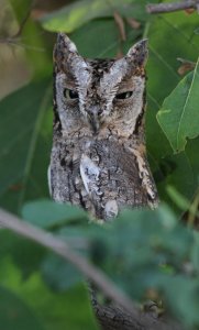 African Scops Owl