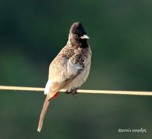 Red-vented Bulbul