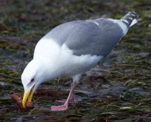 Gull & Sea Cucumber