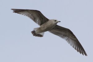 Young common gull