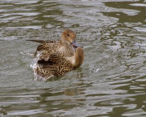 Ducks Fighting