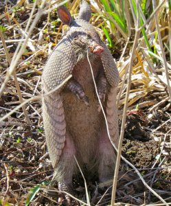 Nine-banded Armadillo