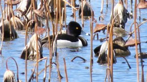 Ring-necked Duck