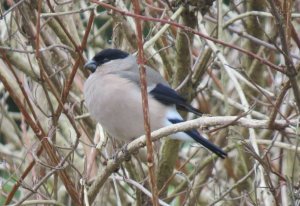 Female Bullfinch