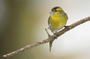 siskin