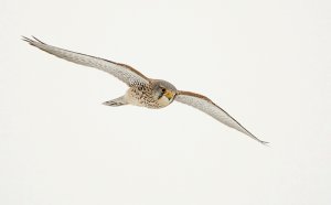 Kestrel in the snow...