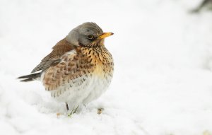 Fieldfare....