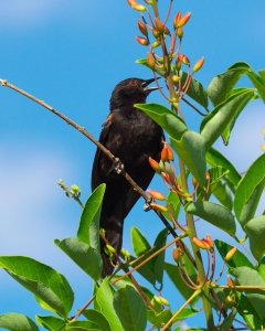 Variable Oriole