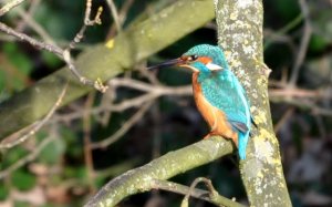 Kingfisher