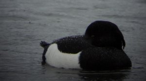 Tufted Duck in the Rain