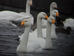 Whooper Swans