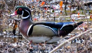 Wood Duck