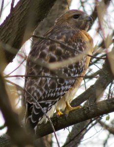 Hawk In Thick Woods