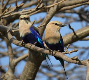 Blue Bellied Rollers