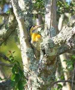 Campo Flicker