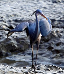 Western Reef Heron