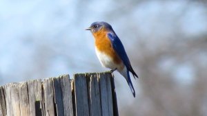 Eastern Bluebird on Fence Post