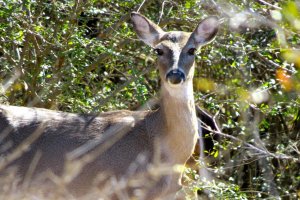 White-tailed Doe