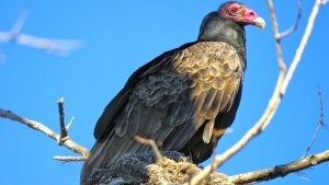 Texas Turkey Vulture