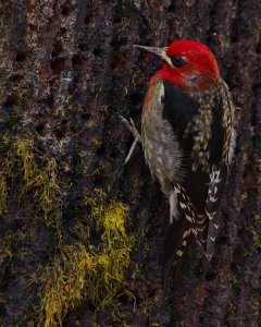 Northern Red-breasted Sapsucker