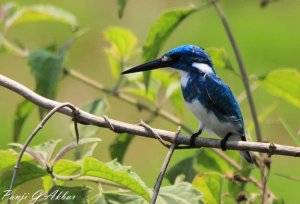 Small Blue Kingfisher