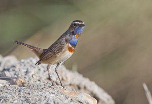 Bluethroat