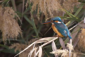 Kingfisher