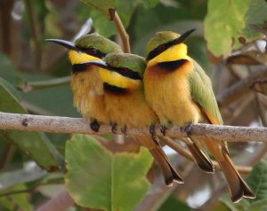 Little Bee-eaters