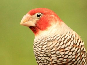 Red-headed Finch
