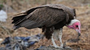 Hoodi Vulture