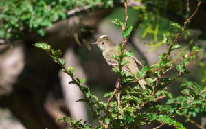 White-crested Elaenia